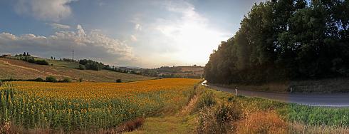 Sonnenblumen Toscana Panoramabild