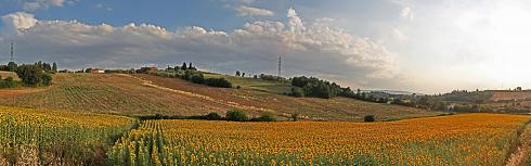 Sonnenblumen Panoramabild