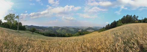 Felder Getreide Panoramabild