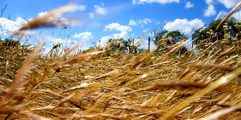 Getreide Sizilien Panoramabild