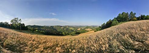 Getreideaehren Landschaften Panoramabild