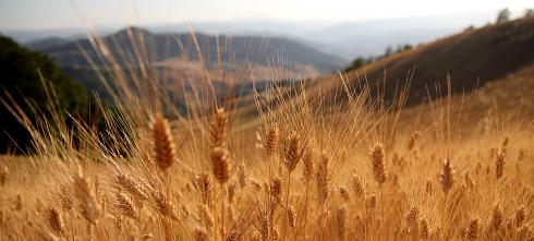 Getreidefelder Panoramabild