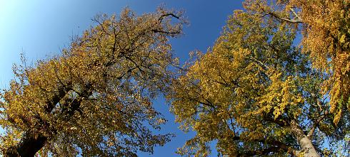 Herbst Panoramabild