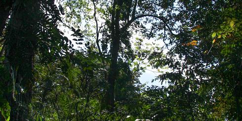 Mittelamerika Dschungel Panoramabild