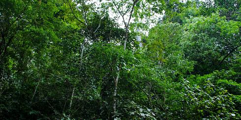 Mittelamerika Pflanzen Panoramabild