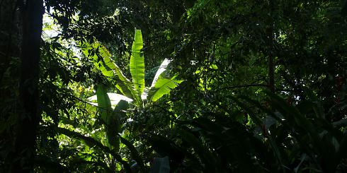 Pflanzen Costa Rica Panoramabild