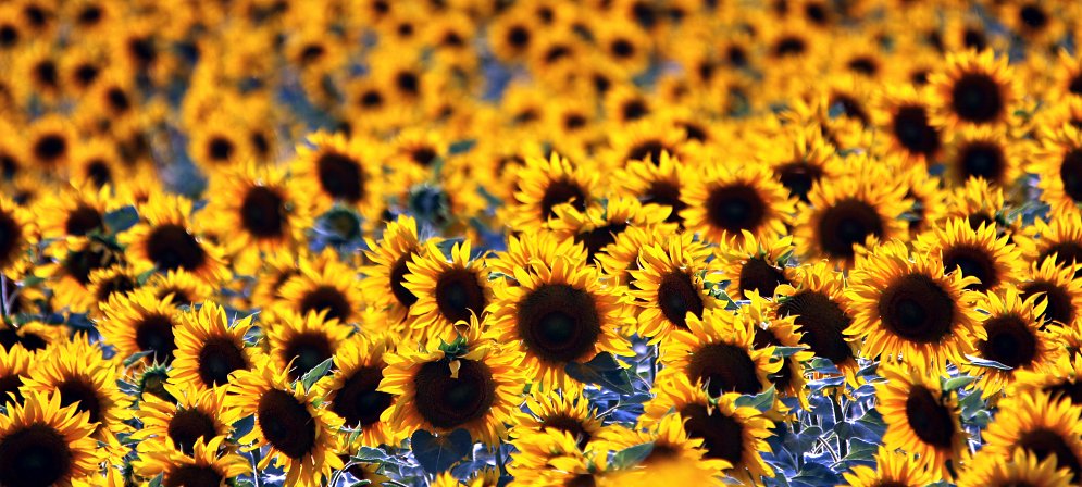 Sonnenblumen Feld Panorama