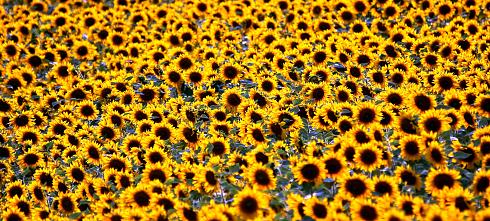 Sonnenblumen Panoramabild