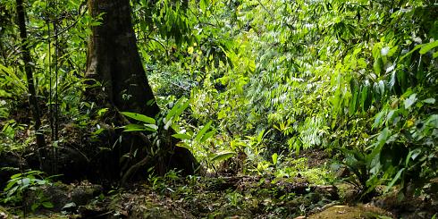 Wald Costa Rica Panoramabild