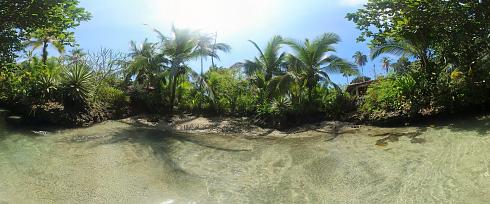 Palmen am Wasser Panoramabild