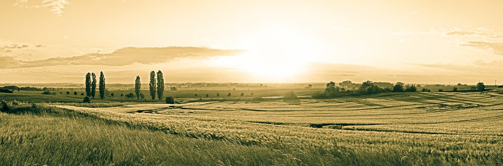 Getreide Panorama